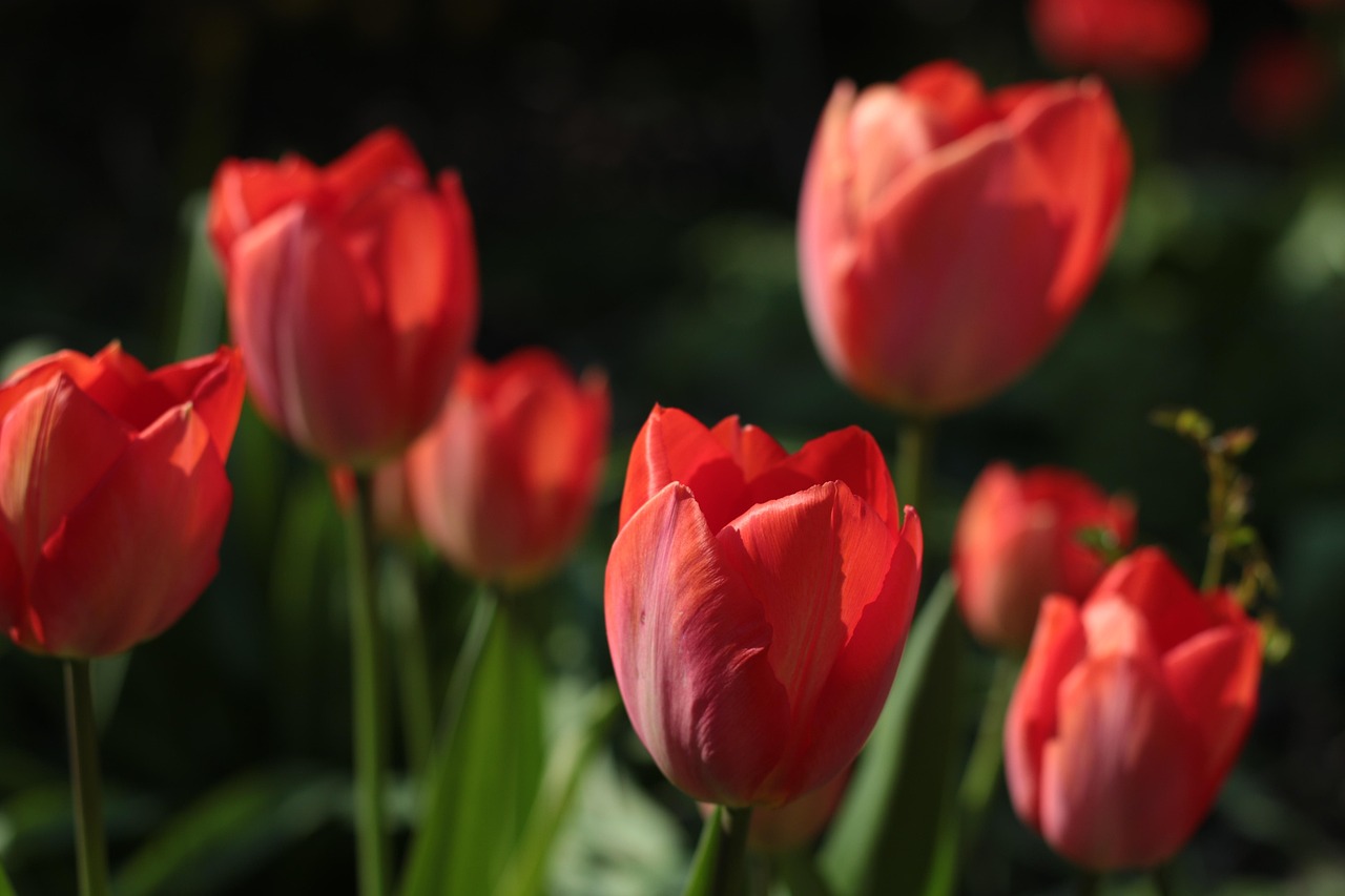 春の花壇イメージ（チューリップ・仮写真）