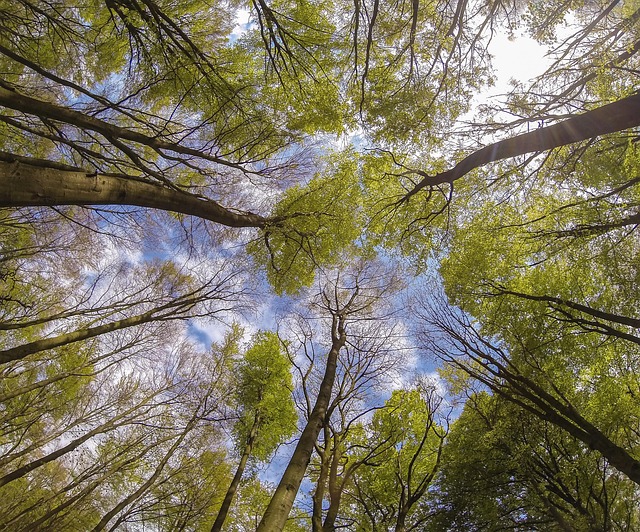 Free Nature Leaves photo and picture