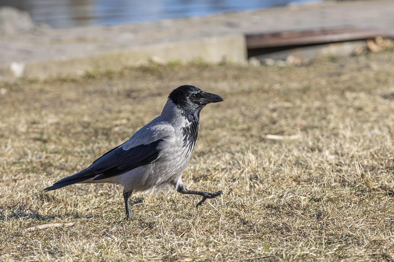 Kr ke Corvus Cornix Fugl Gratis Foto P Pixabay Pixabay Kr ke Corvus Cornix Fugl Gratis Foto P Pixabay Pixabay