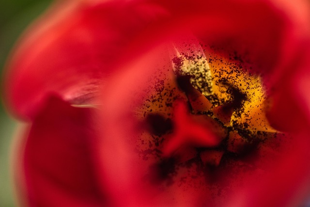 Free Tulip Red photo and picture