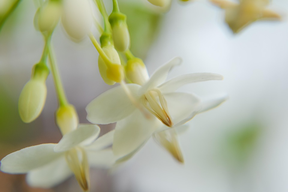 macro-4982388_960_720.jpg