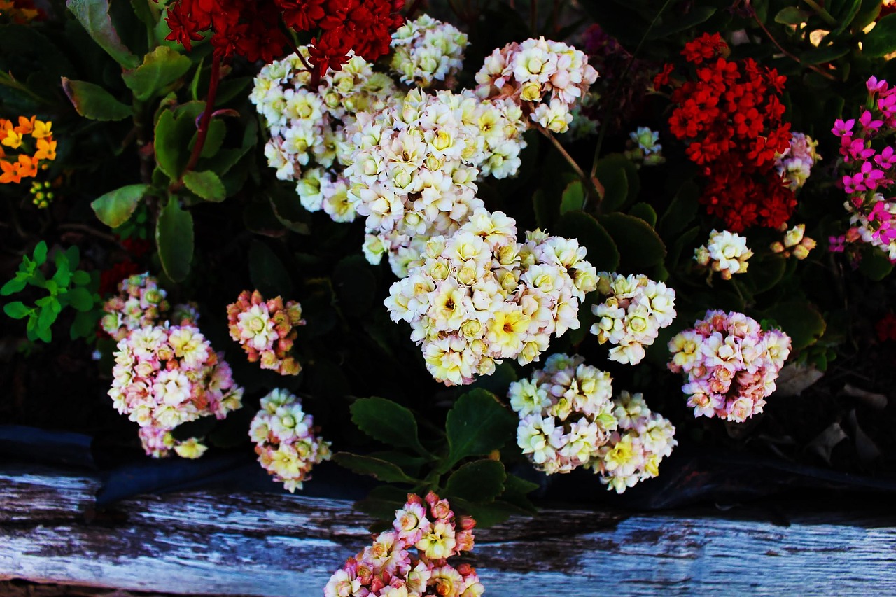 Tiny - free online jigsaw puzzle photo
