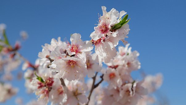 Almendras, Tafraout, Tiznit, Almendra