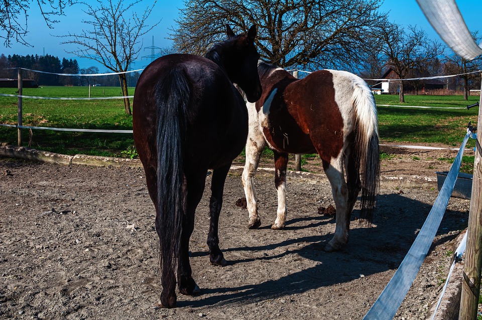 Horse Pictures, Sky, Landscape, Horse Size