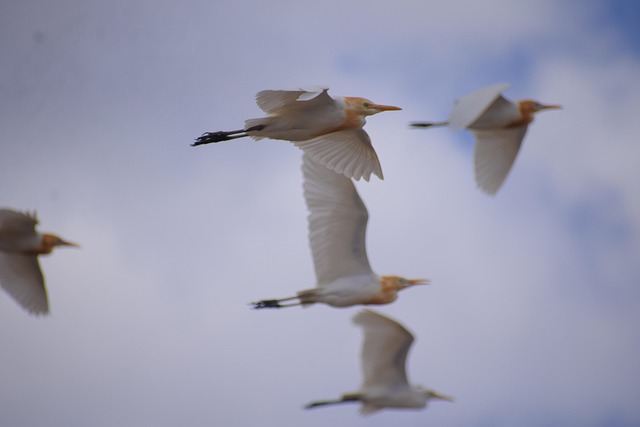 Free Cranes Flying Cranes photo and picture