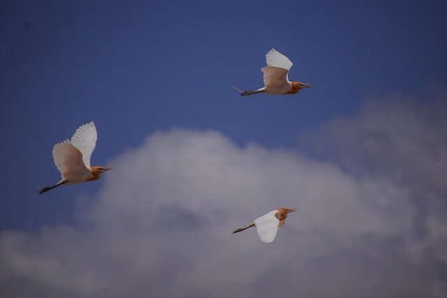 Free Cranes Flying Cranes photo and picture