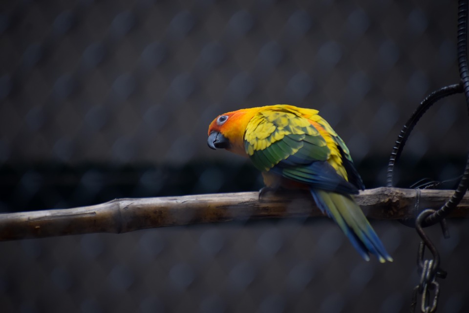 Pappagallo Giallo Parrot Uccello Foto Gratis Su Pixabay
