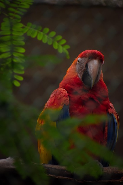 Free Parrot Yellow Parrot photo and picture