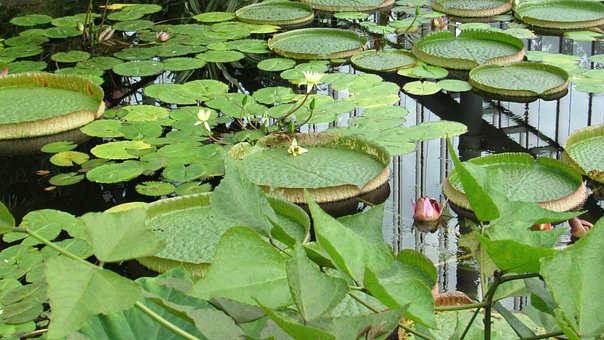 Free Water Lillypad photo and picture