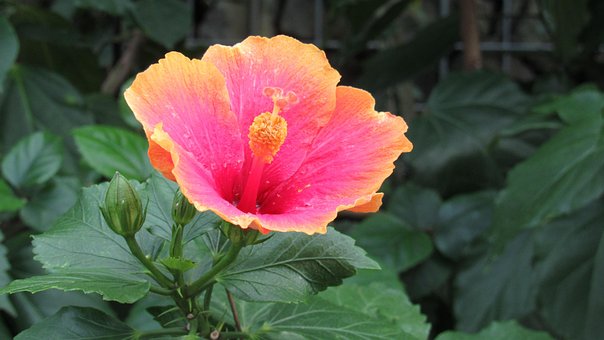 Free Pink Orange photo and picture