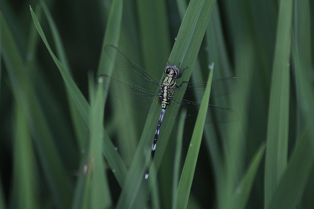 Free Dragonfly Animal photo and picture