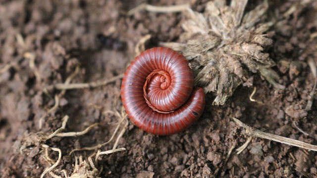 Free Animal Nature photo and picture
