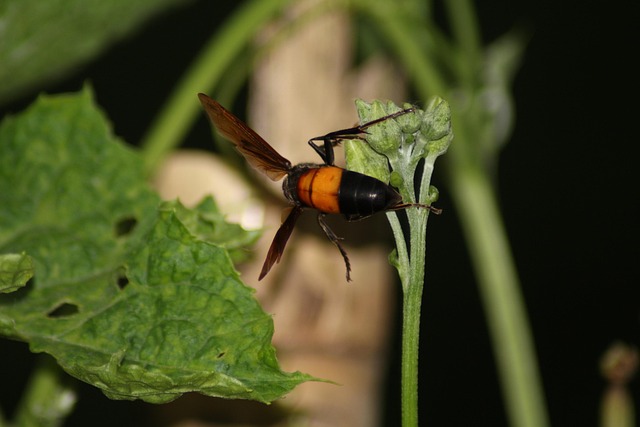 Free Hornet Animal photo and picture