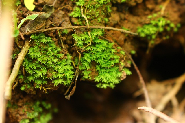 Free Leaf Soil photo and picture