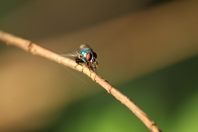 Free Fly Animal photo and picture