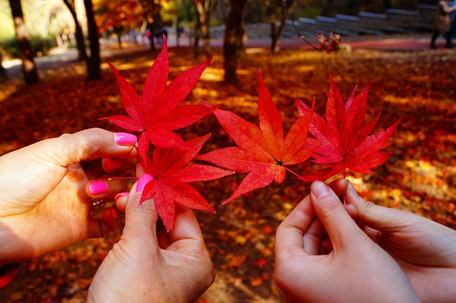 Free Nature Red photo and picture