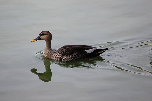 Free Bird Water photo and picture