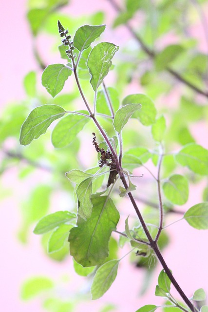 Free Plant Green Leafs photo and picture