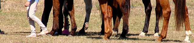 Free Hooves Hoof photo and picture