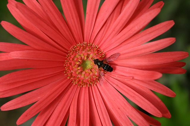 Free Flower Gerbera photo and picture