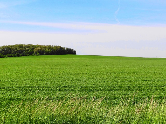 Free Landscape Meadow photo and picture