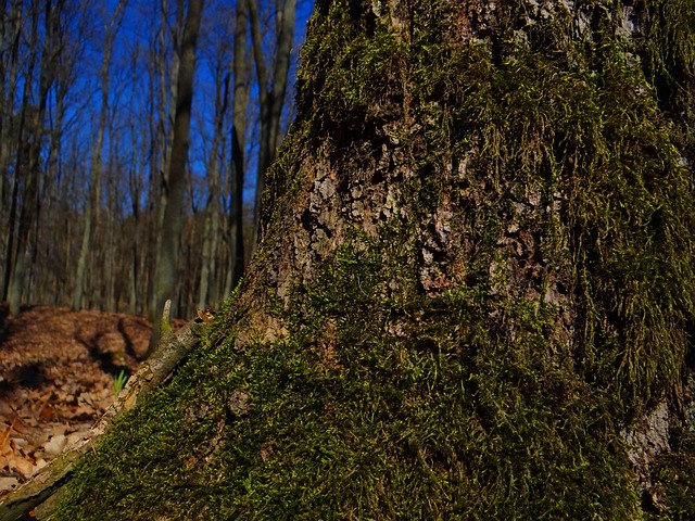 Free Tree Forest photo and picture