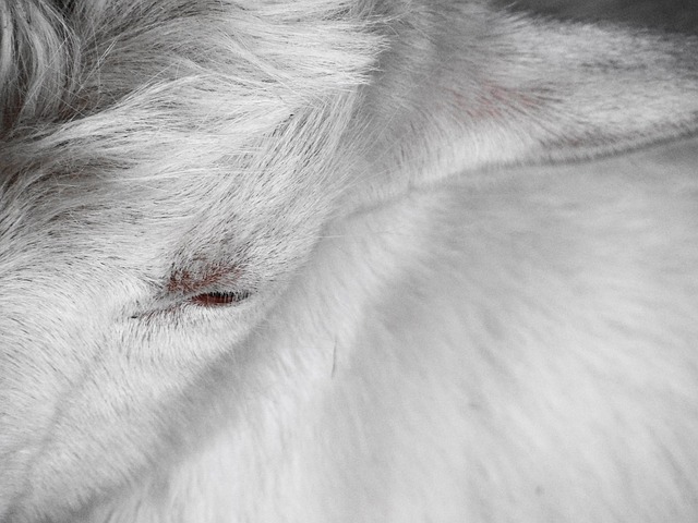 Free Goat Wild photo and picture