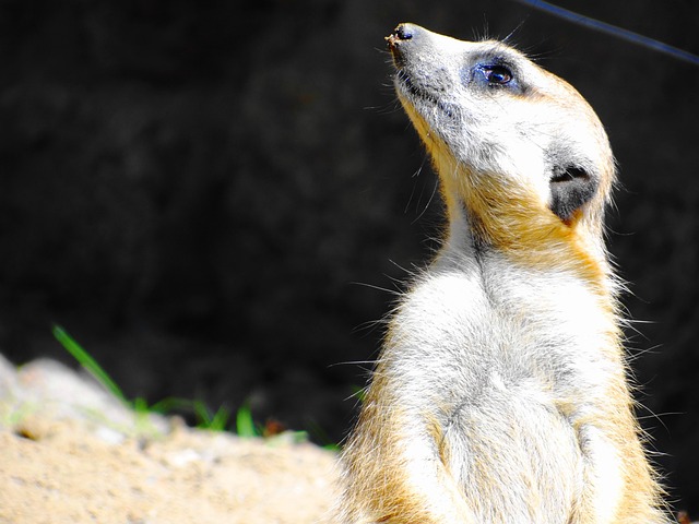 Free Suricate Wild photo and picture