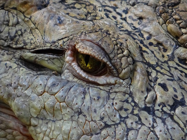 Free Alligator Wild photo and picture