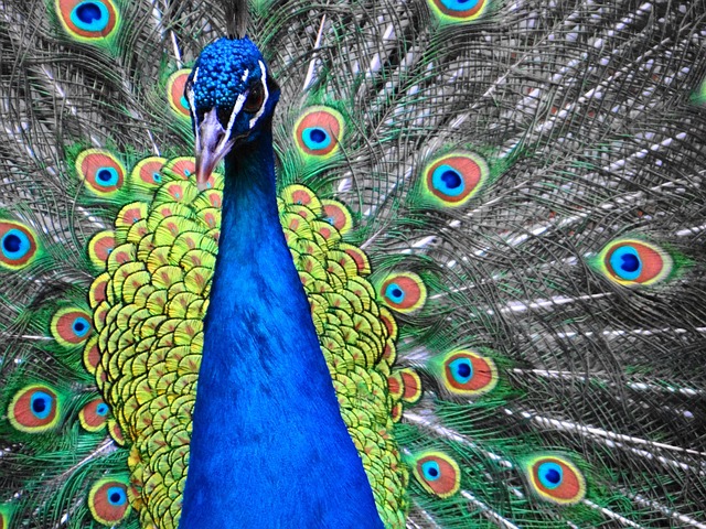 Free Peacock Wild photo and picture