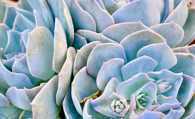 Succulent Flower Cactus - Free photo on Pixabay - Pixabay