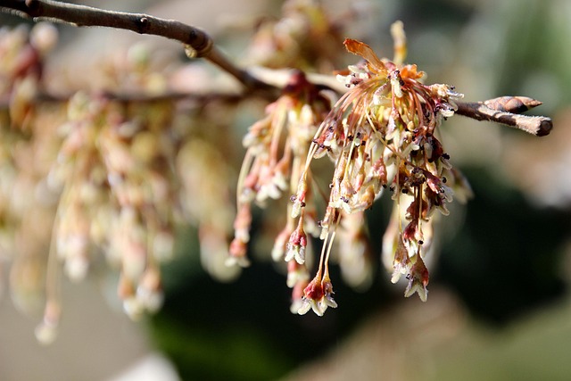 Free Spring Blossom photo and picture