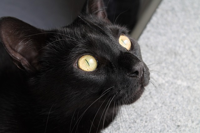 Kat, Zwarte Kat, Huiskat, Zwart, Katje