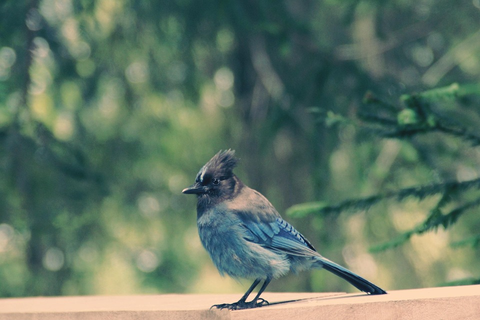 Diademhäher Bird Usa Animal - Free photo on Pixabay
