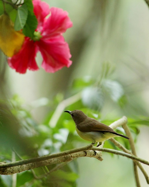 Free Kerala India photo and picture