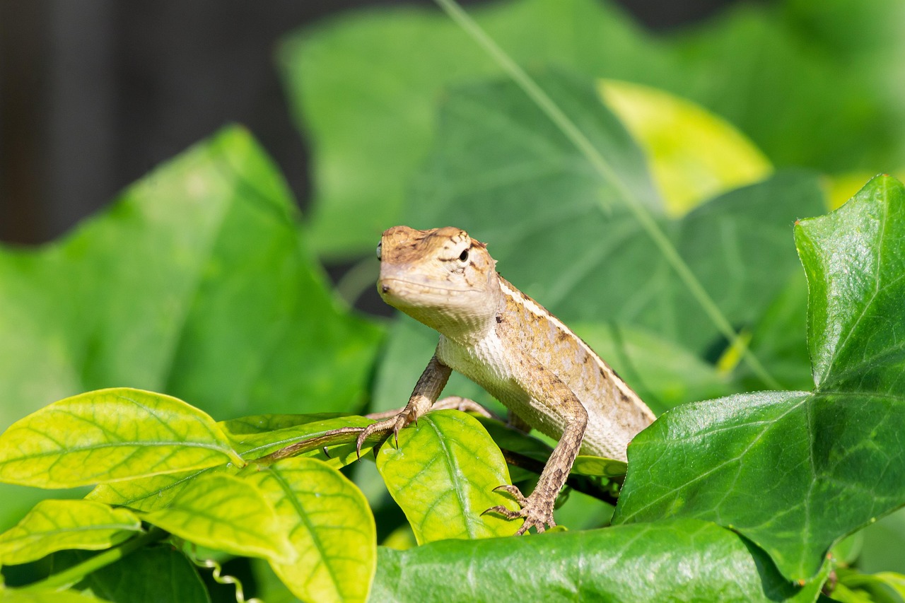 Madagascar - free online jigsaw puzzle photo