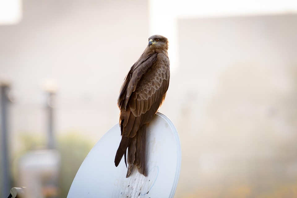 bird-4985160_960_720.jpg