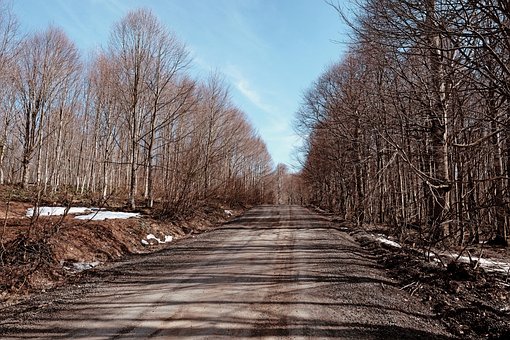 Free Forest Path photo and picture