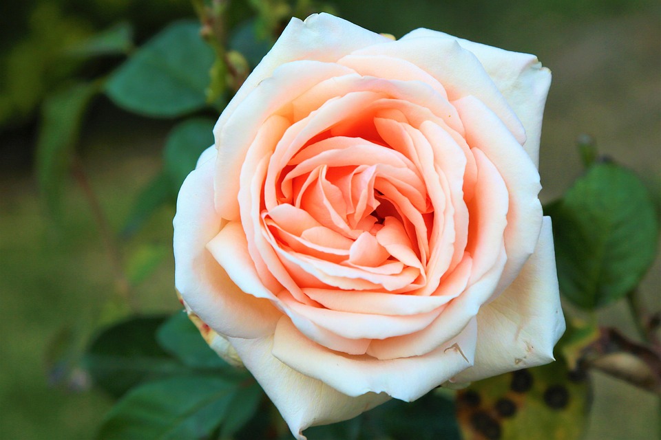 Floral Roses Spring Rose Spring Nature - Free photo on Pixabay - Pixabay
