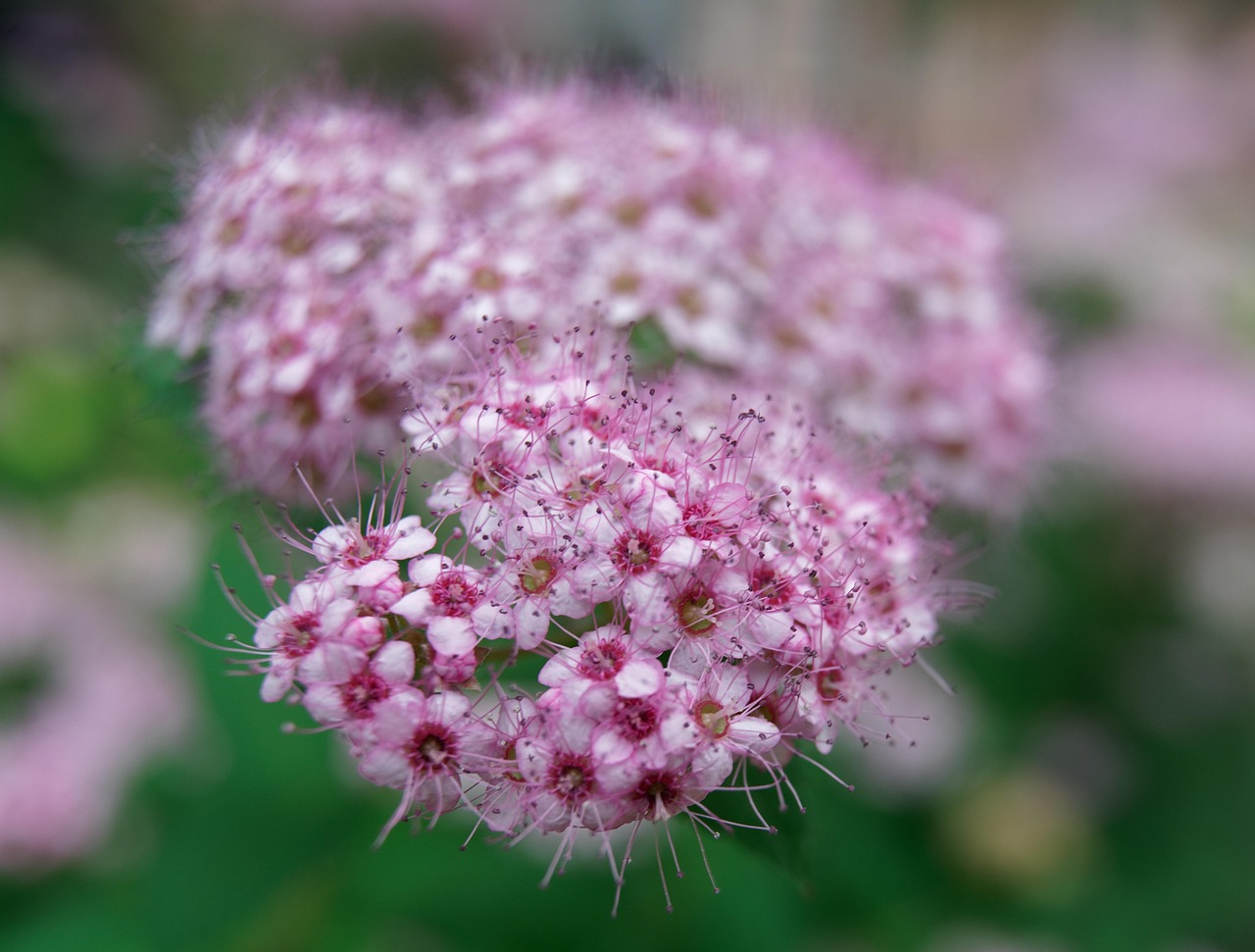 Flower Summer Nature Free Photo On Pixabay