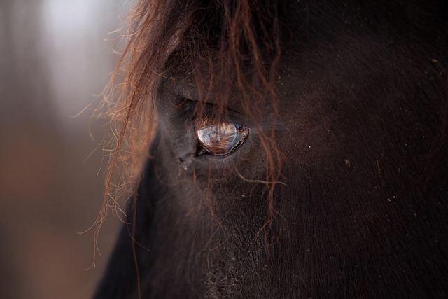 Hest, Heste, Dyr, Natur, Rytter, Manke