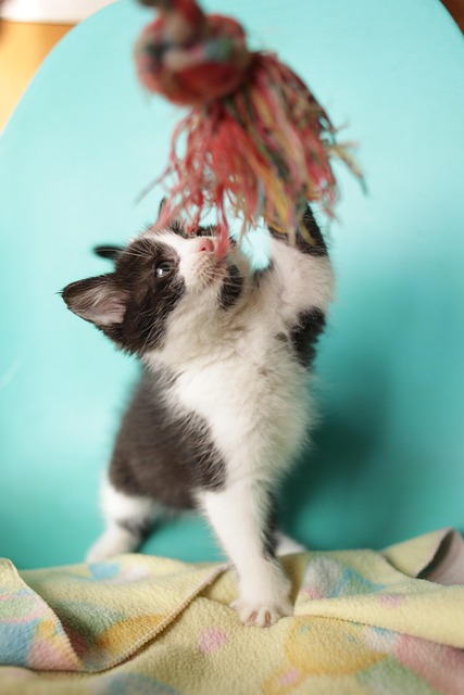 Kitty, Killing, Kat, Natur, Kæledyr, Dyr
