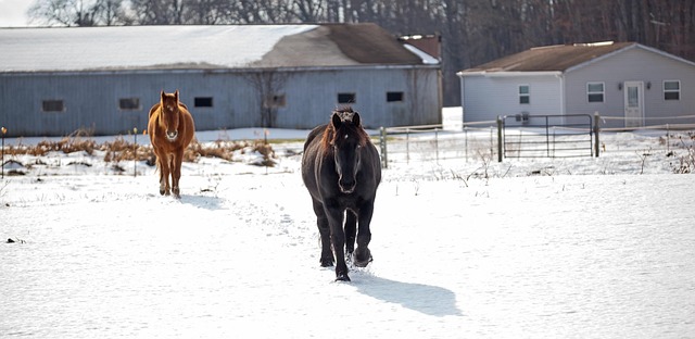 Hest, Heste, Vinter, Sne, Lade, Felt