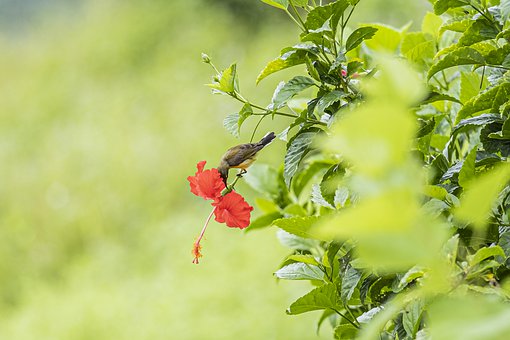 Free Bird Natural illustration and picture