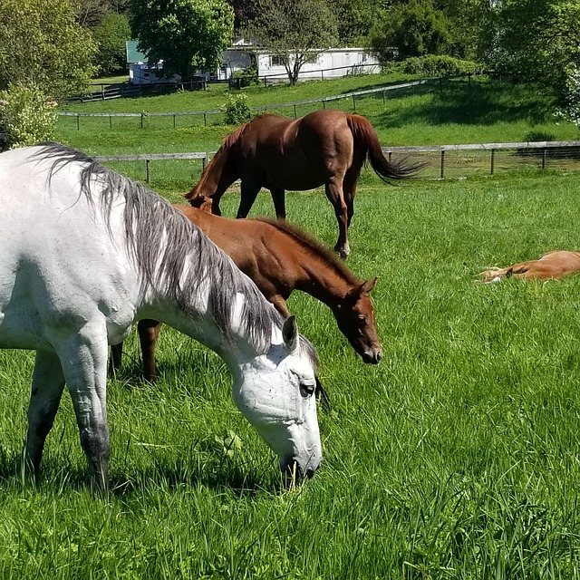 Free Horses Pasture photo and picture