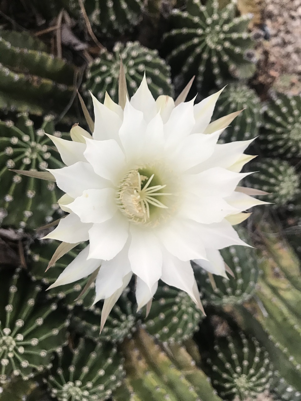 サボテンの花 カクタス 花 Pixabayの無料写真