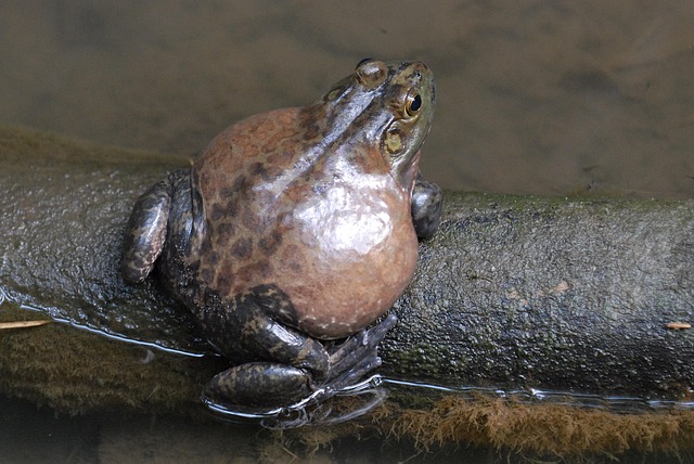 Free Toad Animal photo and picture