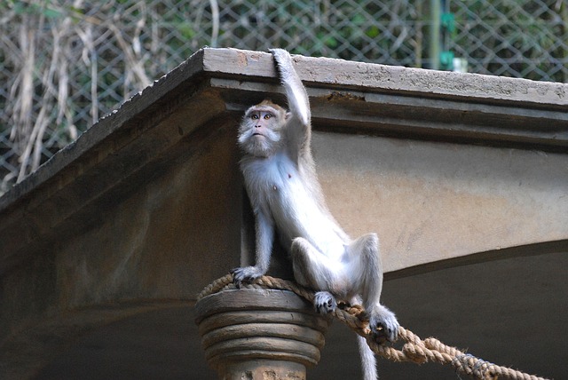 Free Ape Nature photo and picture
