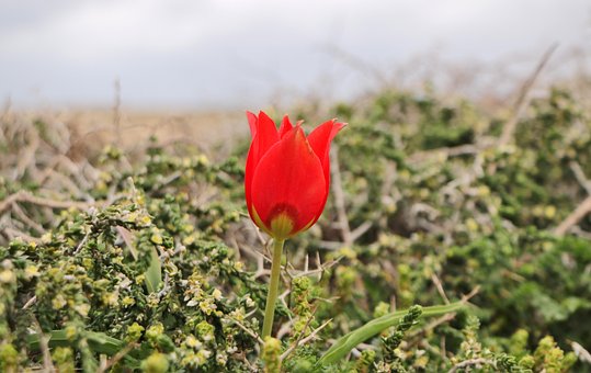 Free Flowers Flower Wallpaper photo and picture