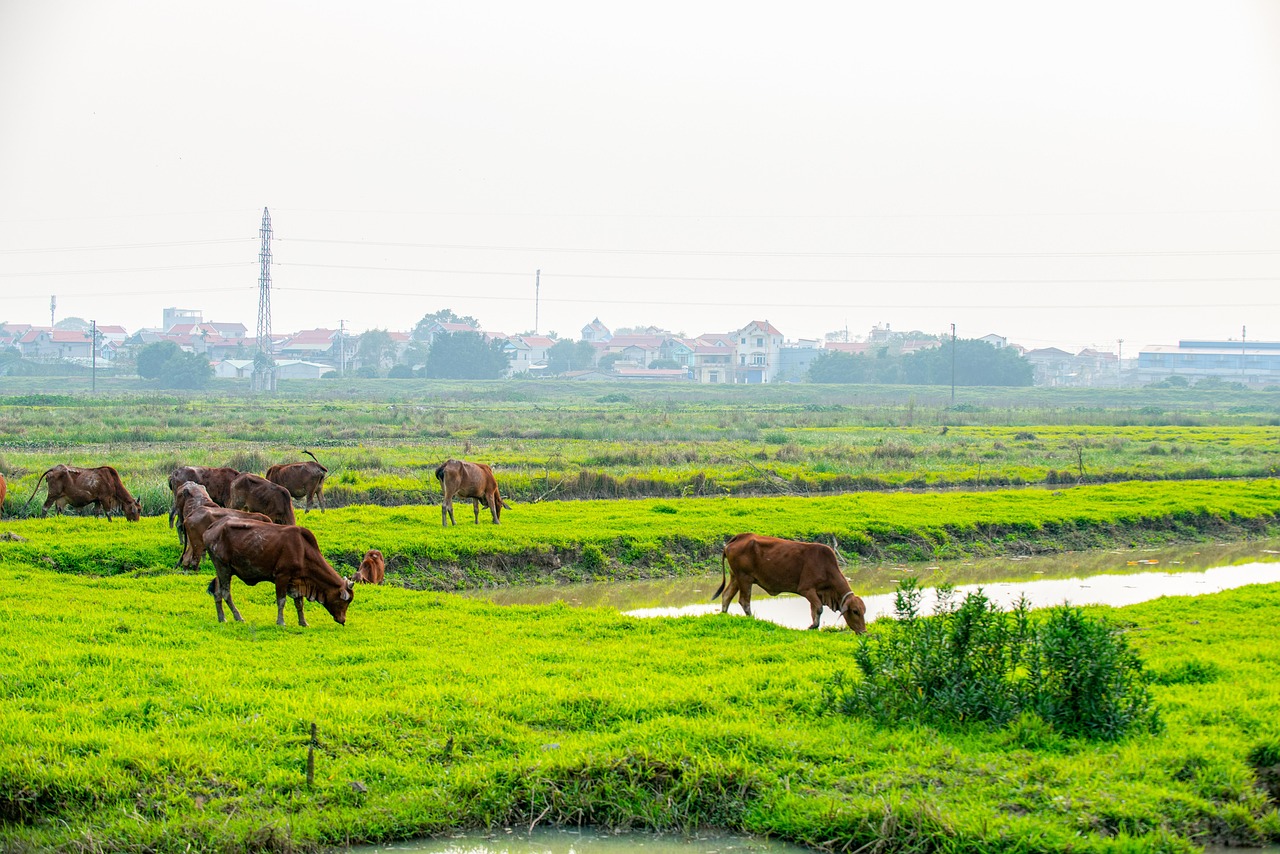 Beef Field Grass - Free photo on Pixabay - Pixabay
